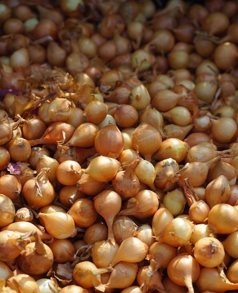 shallot, shallots, noble onion, onion, sharp, vegetables, vitamins, healthy, food, meal, close up, macro, ascalon onion, hose, crop plant, leek, allium, kitchen onion, allium cepa, edible vegetables, seasoned vegetables