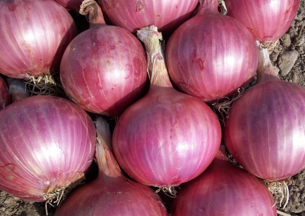 onion, vegetables, power, nature, red onion, onion, onion, onion, onion, onion, red onion